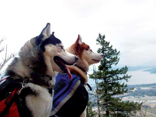Jenna’s house dogs at work carrying dogpacks.